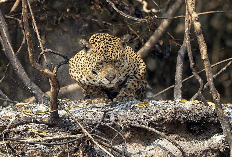 Queimadas onça pantanal 2020